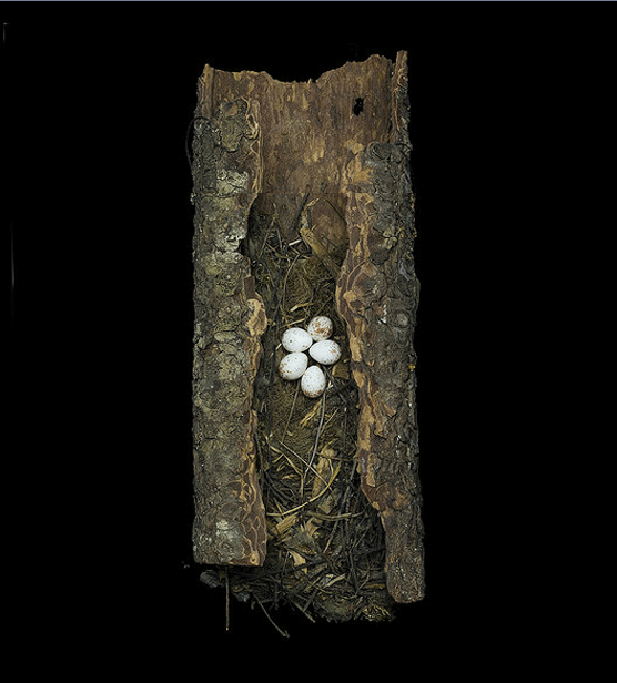 Brown Creeper. Sharon Beals