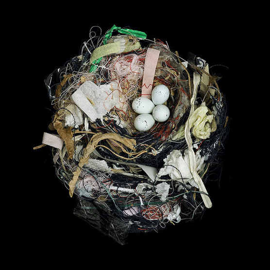 Carpodaco doméstico. Sharon Beals