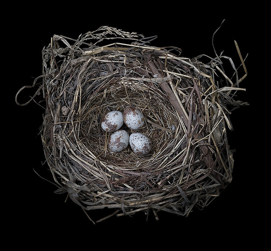 Melospiza melodia. Sharon Beals