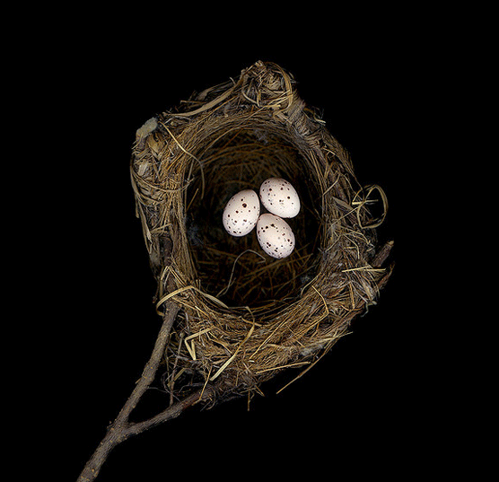 Oriolus chinensis diffusis. Sharon Beals