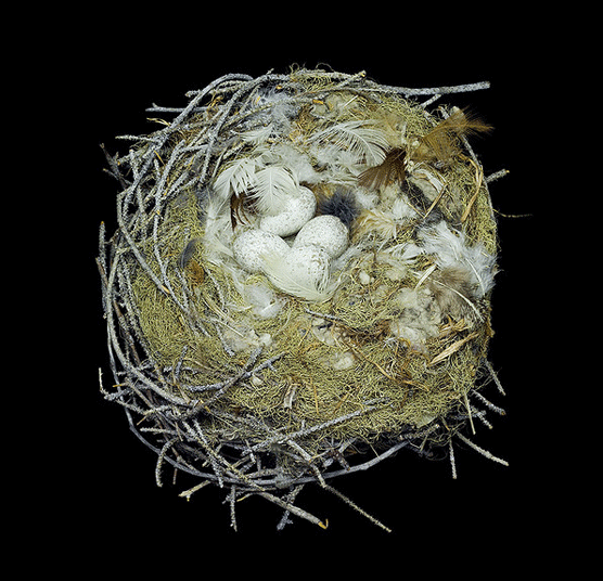 Nido de Arrendajo gris. Sharon Beals