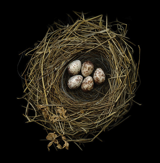 Nido de Rufous Backed Bunting. Sharon Beals