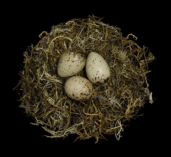 Upland Sandpiper. Sharon Beals