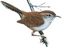Bewicks Wren