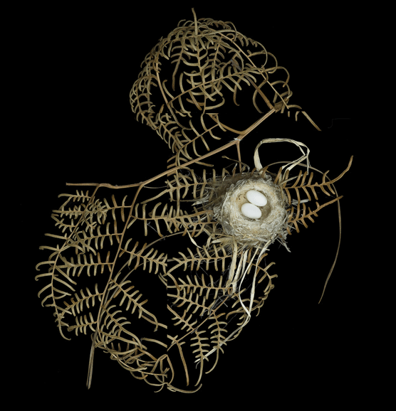 Nido de Zunzún. Sharon Beals