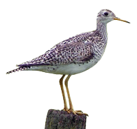 Upland Sandpiper