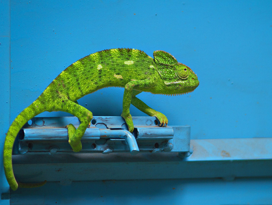 Camaleón, India. Sree V. Remella, National Geographic