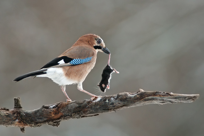 Un momento Kit kat. Miklos Liziczai
