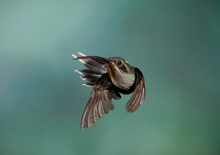 Un colibrí girándose en pleno vuelo. Gorazd Golob