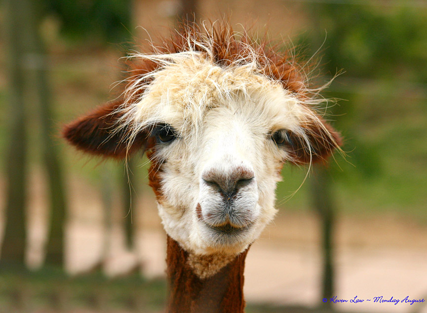 Llama en el zoo de Colchester, Essex. Keven Law