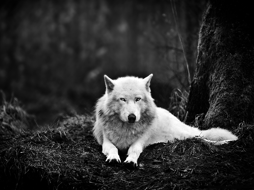 Lobo gris, Washington. Mukul Soman, National Geographic