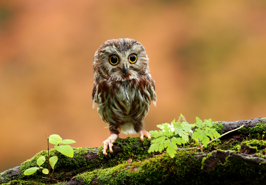 Miss Hutton. Alex Thomson