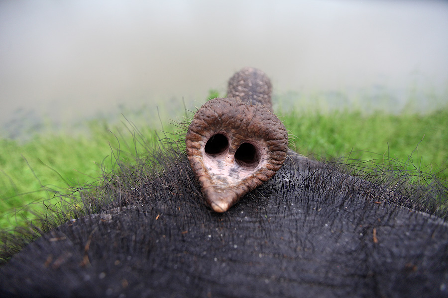 Rani, un elefante de Ceilán, se presenta enseñando su trompa. Mark Podrabinek