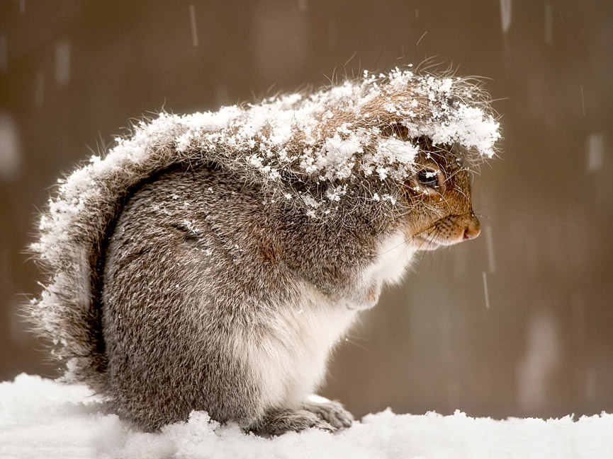Una ardilla en la nieve. Ray Yeager, National Geographic