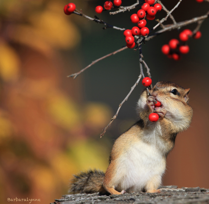 Una ardilla recolectando deliciosas bayas de invierno. Barbara Lynne