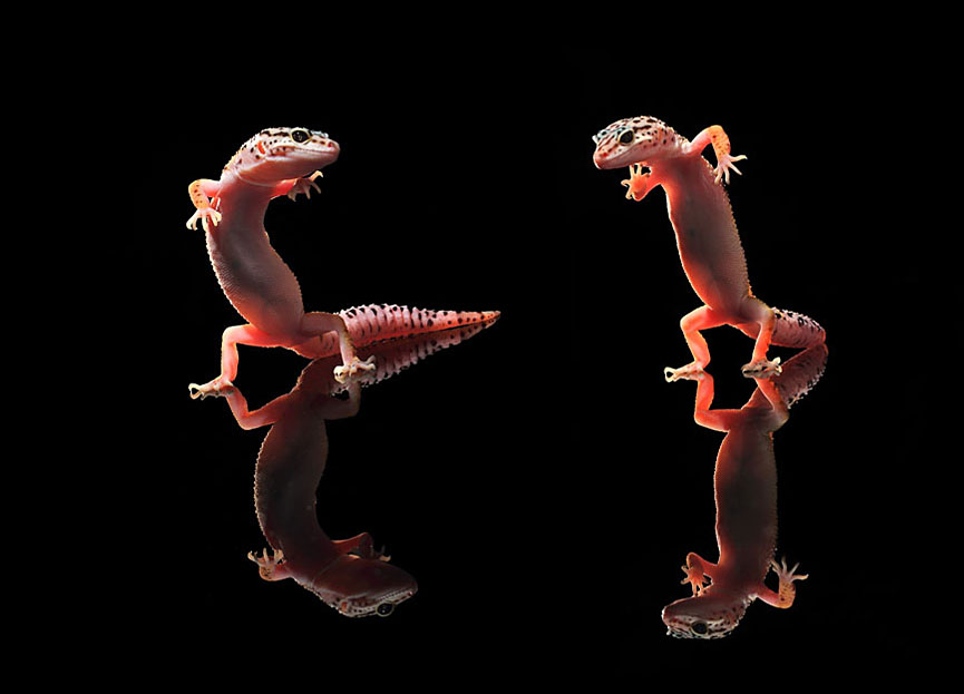 Cha cha dancing. Shikhei Goh