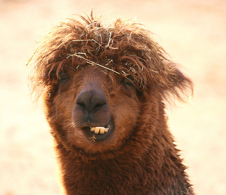 Hoy no voy a la peluquería, mejor mañana... Keven Law