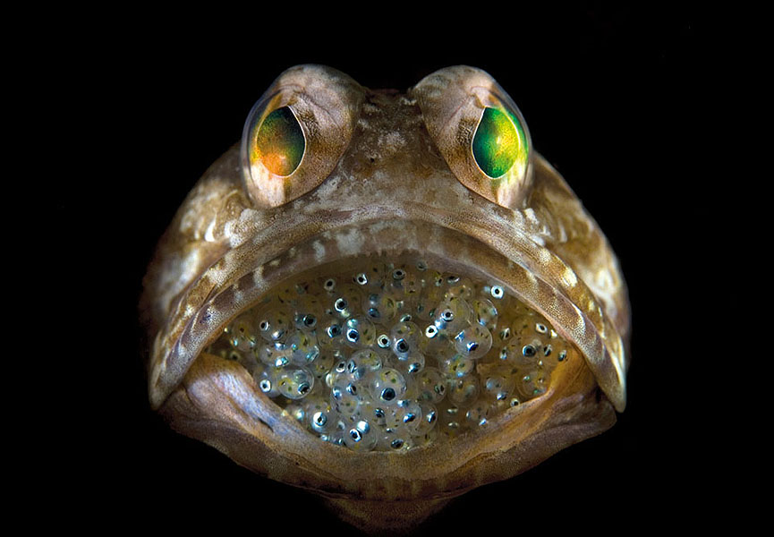Bocón macho protegiendo los huevos en su boca. Riviera Beach, Florida. Steven Kovacs
