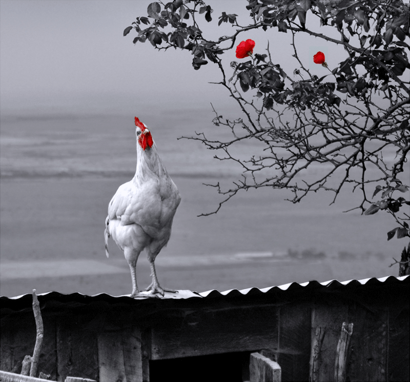 Tender Chicken. Ben Heine