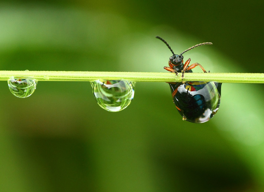Cereal leaf beetle, escarabajo de hoja de cereal. Vic Parsons