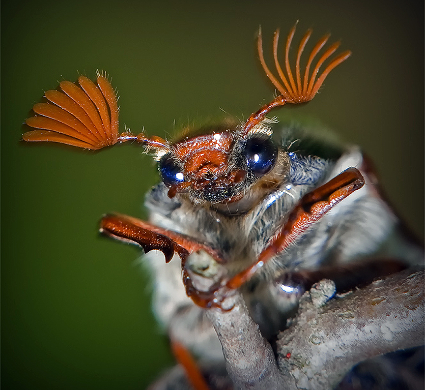 Escarabajo abejorro, Cockchafer. Myron G.