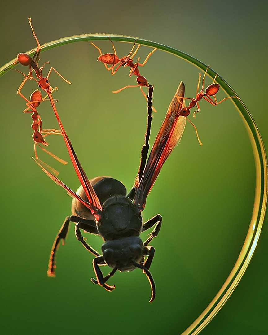 Cooperación. Uda Dennie