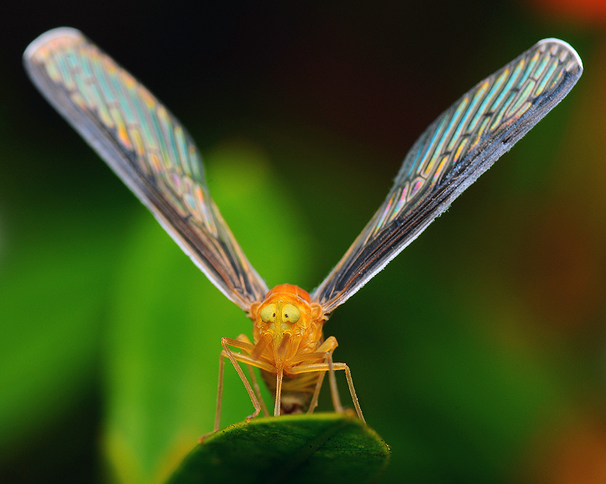 Planthopper, insecto hemíptero de la familia Derbidae. Jaiprox