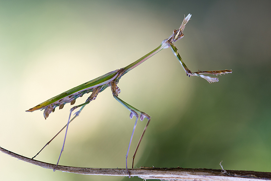 Dancing Queen. Erez Marom
