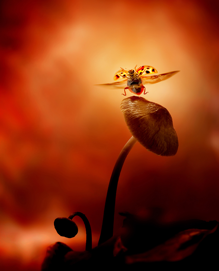 El baile de la mariquita de 7 puntos, Coccinella septempunctata. Leon Baas