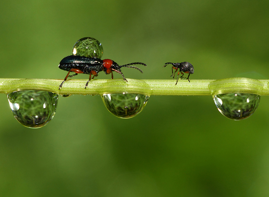 Un pequeño gorgojo negro a punto de batirse en retirada. Vic Parsons