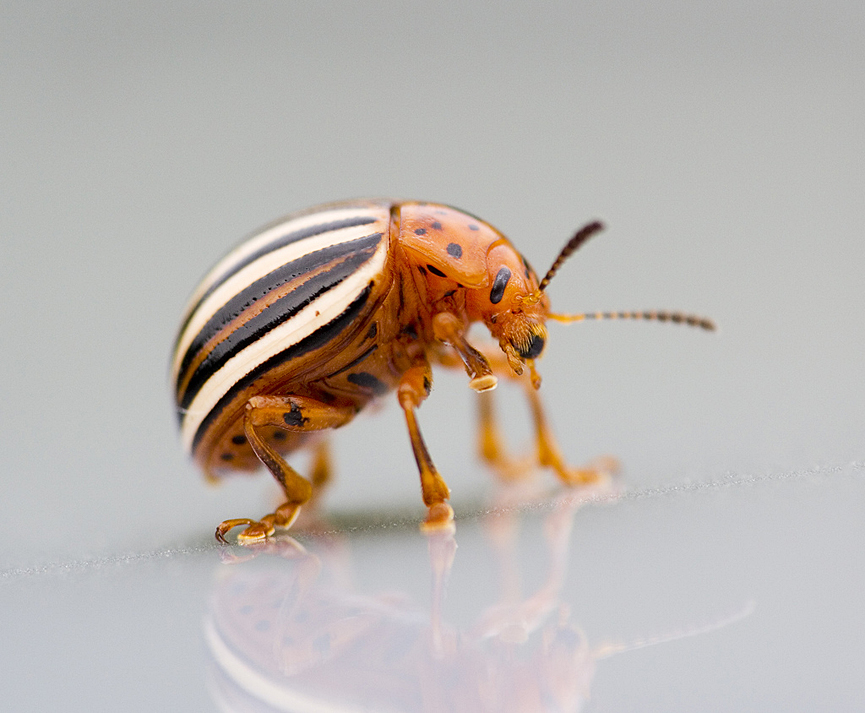 Falso escarabajo de la patata. Jim Gilbert