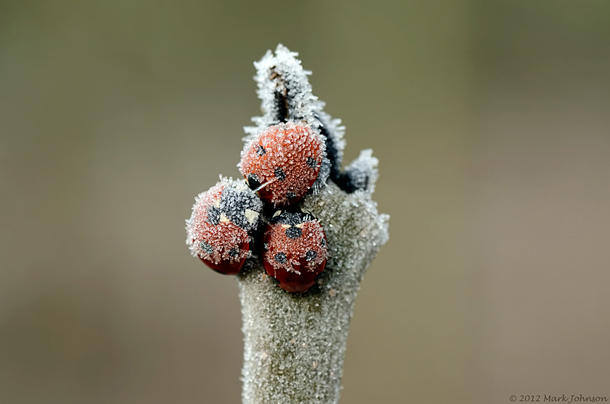 Congeladas al amanecer. Mark Johnson