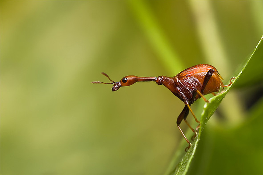 Trachelophorus giraffa. Weng Keong Liew