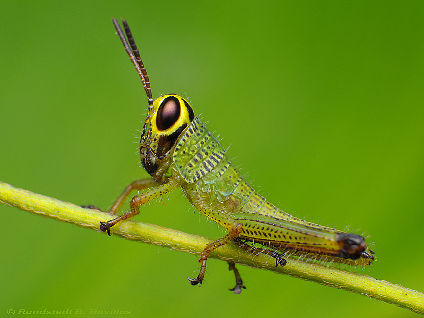 Pequeño saltamontes. Rundstedt B. Rovillos