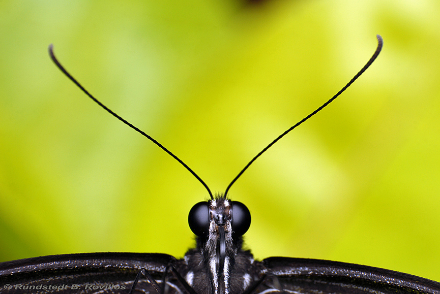 La Luna al amanecer. Rundstedt B. Rovillos