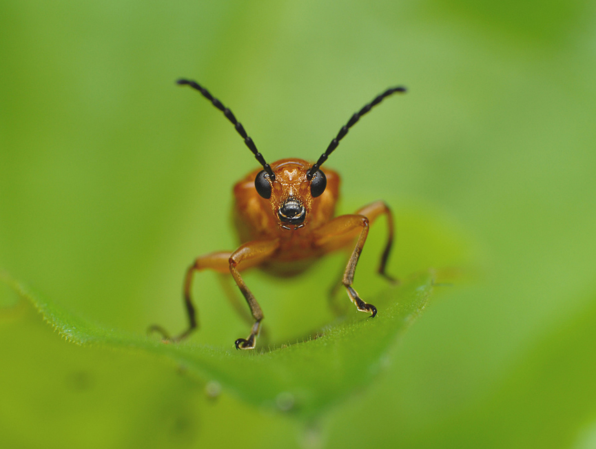 Escarabajo de la hoja, Chrysomelidae. Rundstedt B. Rovillos