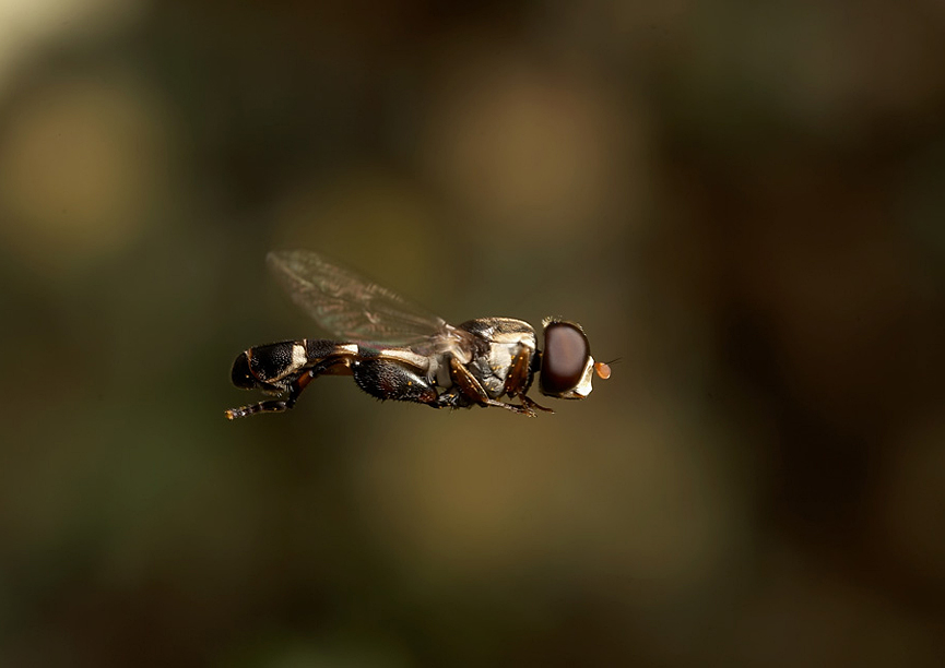 Mosca de la flor, Syritta pipiens. Brian Valentine