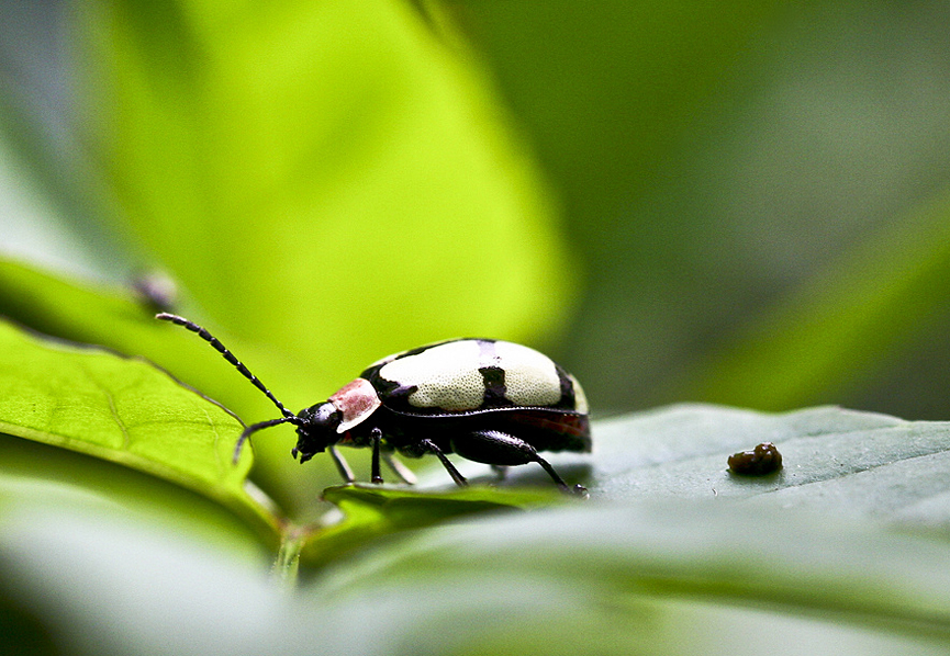 Ops... una caca . Ruy Barbosa Pinto