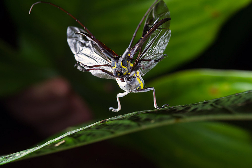 Pequeña danza de un escarabajo. Jonathan Ryan