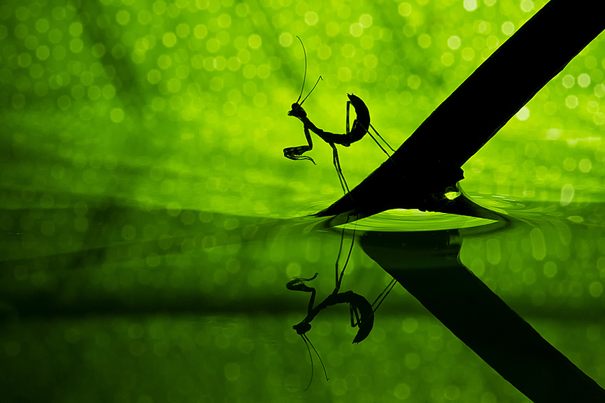 Mantis religiosa. Basheer Sheick-Yousif