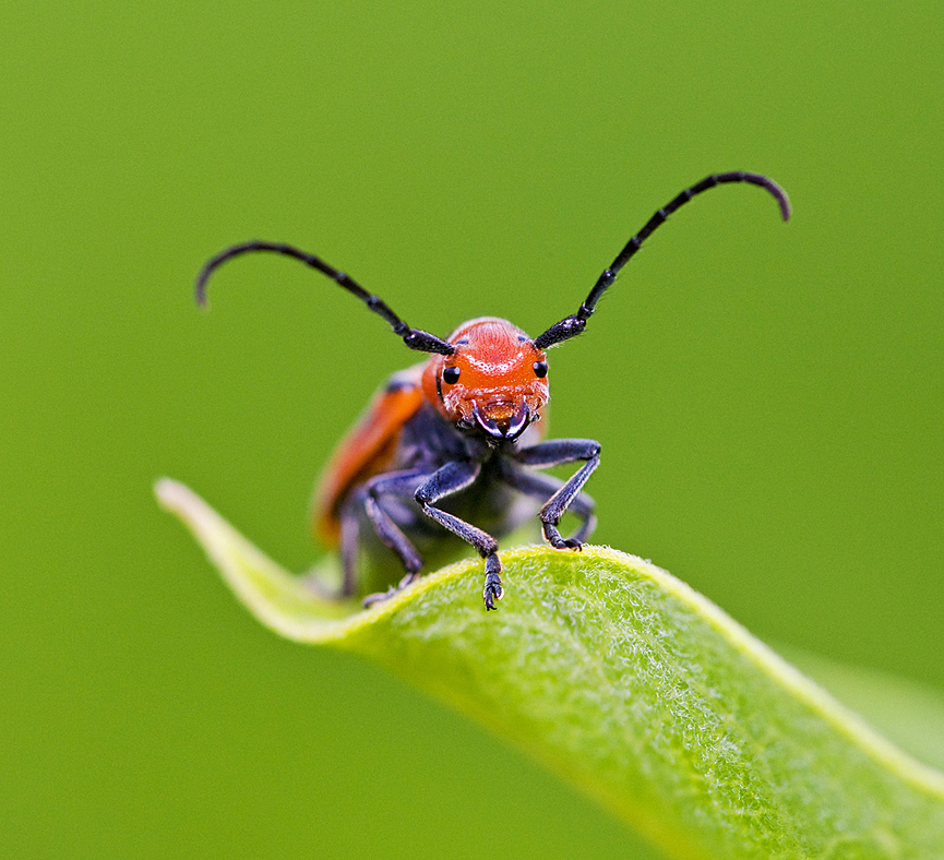 Tetraopes tetrophthalmus, Red Milkweed Beetle. Jim Gilbert