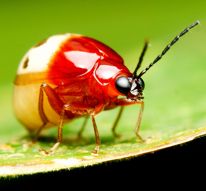 Red White Beetle. Zayufi Hairil