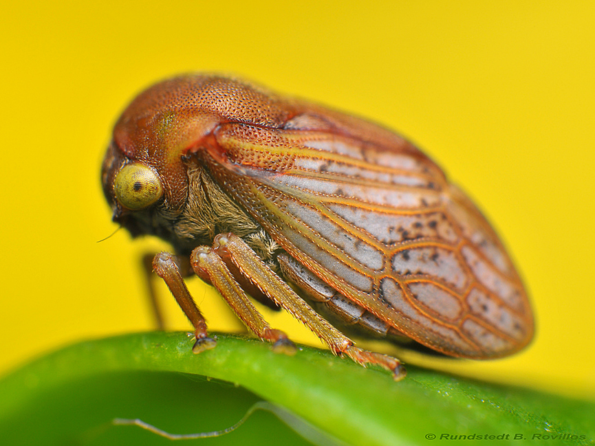 Treehopper, familia Membracidae. Rundstedt B. Rovillos