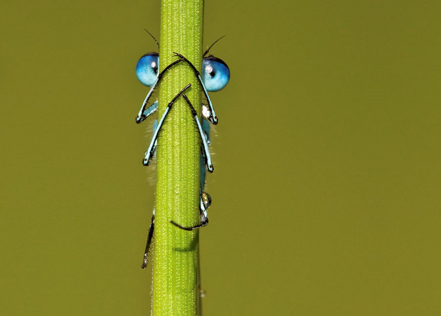 Dameslfly. Tony Flashman