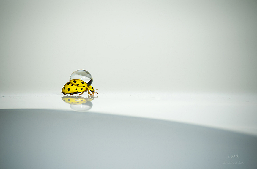 Ugur Bocekleri. Ulas Aksakal