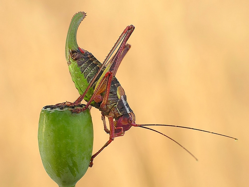 Opaslik sosnowiec. Marta Grzesiak