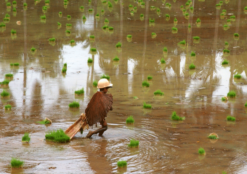 Joven recogiendo semillas de arroz. IRRI