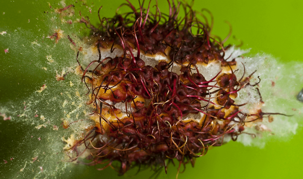 Destrozando un Lichi Alan Sailer