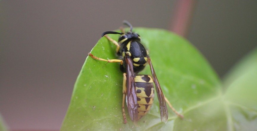 Avispón asiático