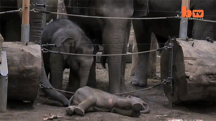 El dolor de los animales ante la muerte